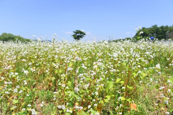 “꽃구경 오세요” 성남시, 탄천 5950㎡ 규모 메밀꽃밭 ‘장관’